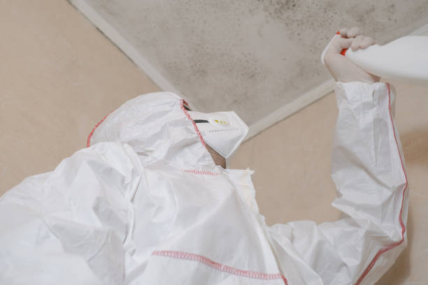 Best White Mold Remediation in Swifton, AR